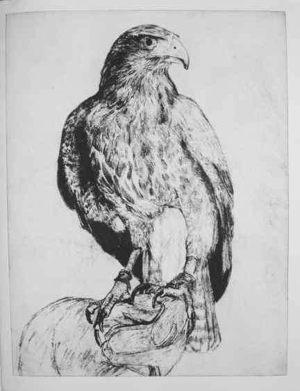 Hawk gravure from drawing